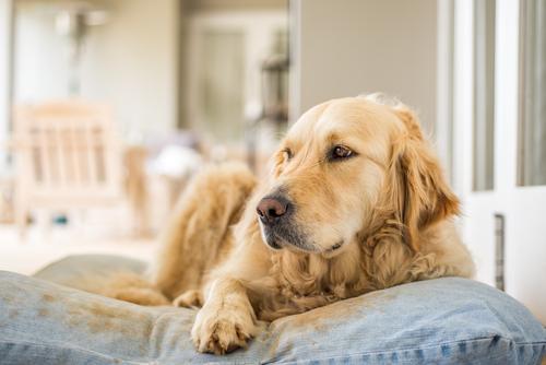 Dog sitting on dog bed